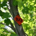 Tree Marker