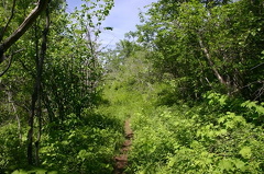 Hiking in the Woods