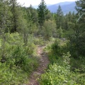 Hiking in the Woods