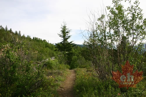 trail 004.jpg