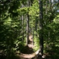 Hiking in the Woods