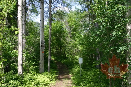 Hiking in the Woods