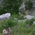 Bighorn Sheep near Castlegar