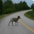Bighorn Sheep near Castlegar