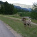 Bighorn Sheep near Castlegar