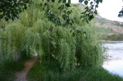 Weeping Willow