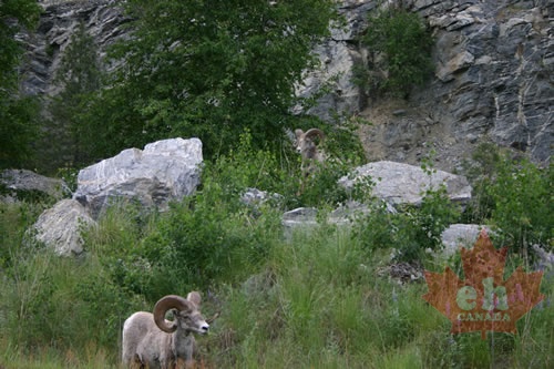 Bighorn Sheep near Castlegar