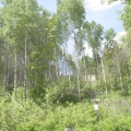 Forest Trees
