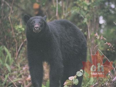 Black Bear