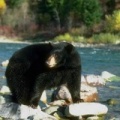 North BC Black Bear