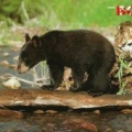 Black Bear