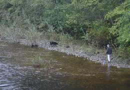 Quatse River (480 visits) Dog walking along the river A nice day for a walk Quatse River
