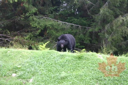 Black Bear