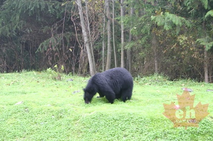 Black Bear