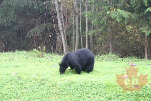 Black Bear