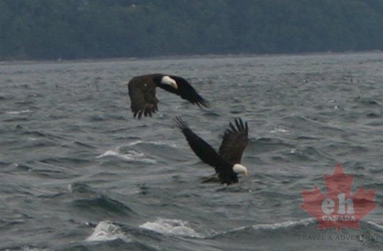 Bald Eagles