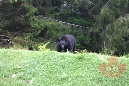Black Bear