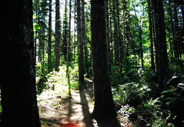 Forests (452 visits) Forest lands in community Trees in community Forests
