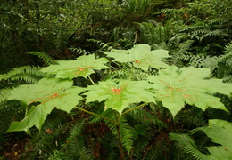 Maple Leaves (436 visits) Forest bed Maple Leaves
