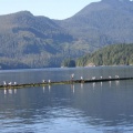 Seabirds (3061 visits) Birdwatching from Cougar Creek Birds perched on logs in Cougar Creek Seabirds