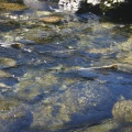 Spawning Salmon (2968 visits) Look closely Nesook River Spawning Salmon