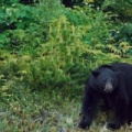 Black Bear