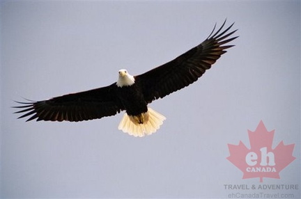 Bald Eagle Overhead