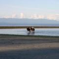 Horseback Riding