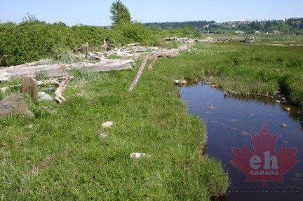 Wetlands