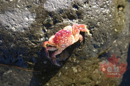 Crab