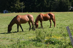Horses