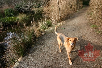 Dog