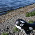 Whale of a Time (2587 visits) Kids play toys on the beach Kids play things on beach Whale of a Time