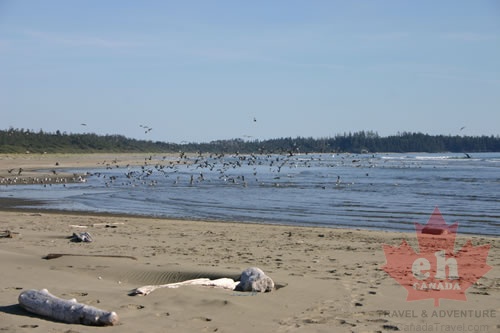 Flock of Seagulls