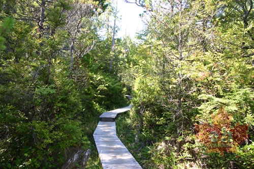 Nuu-chah-nulth Trail 