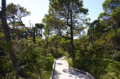 Shorepine Bog Trail