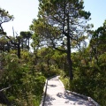 Shorepine Bog Trail
