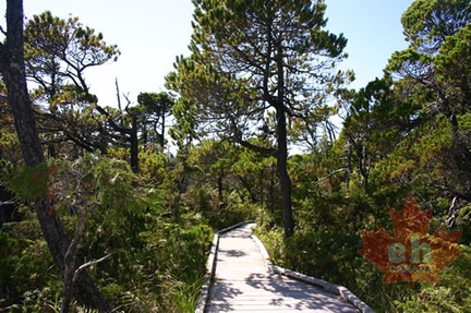 Shorepine Bog Trail