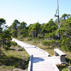 Shorepine Bog Trail