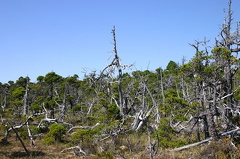 Twisted Trees