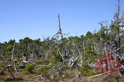 Twisted Trees