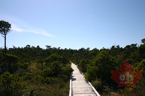 Boardwalk Trail