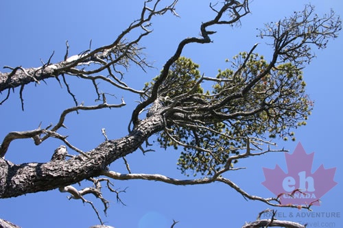Tough Trees
