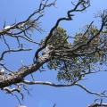 Tough Trees