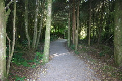 Spruce Fringe Trail