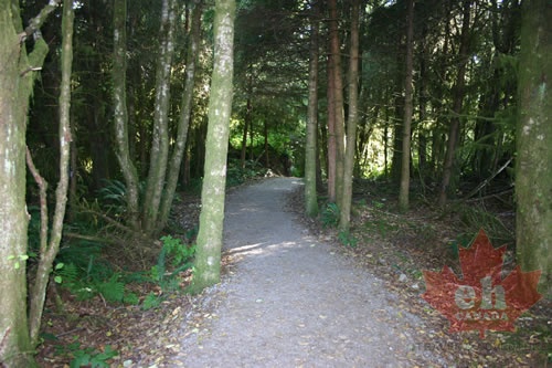 Spruce Fringe Trail