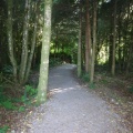 Spruce Fringe Trail