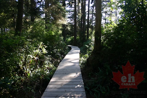 Spruce Fringe Trail