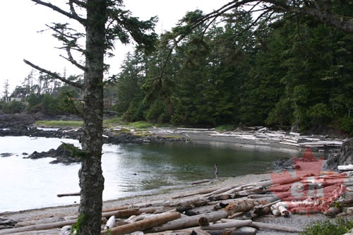 Driftwood Logs