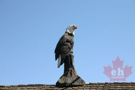 Bald Eagle